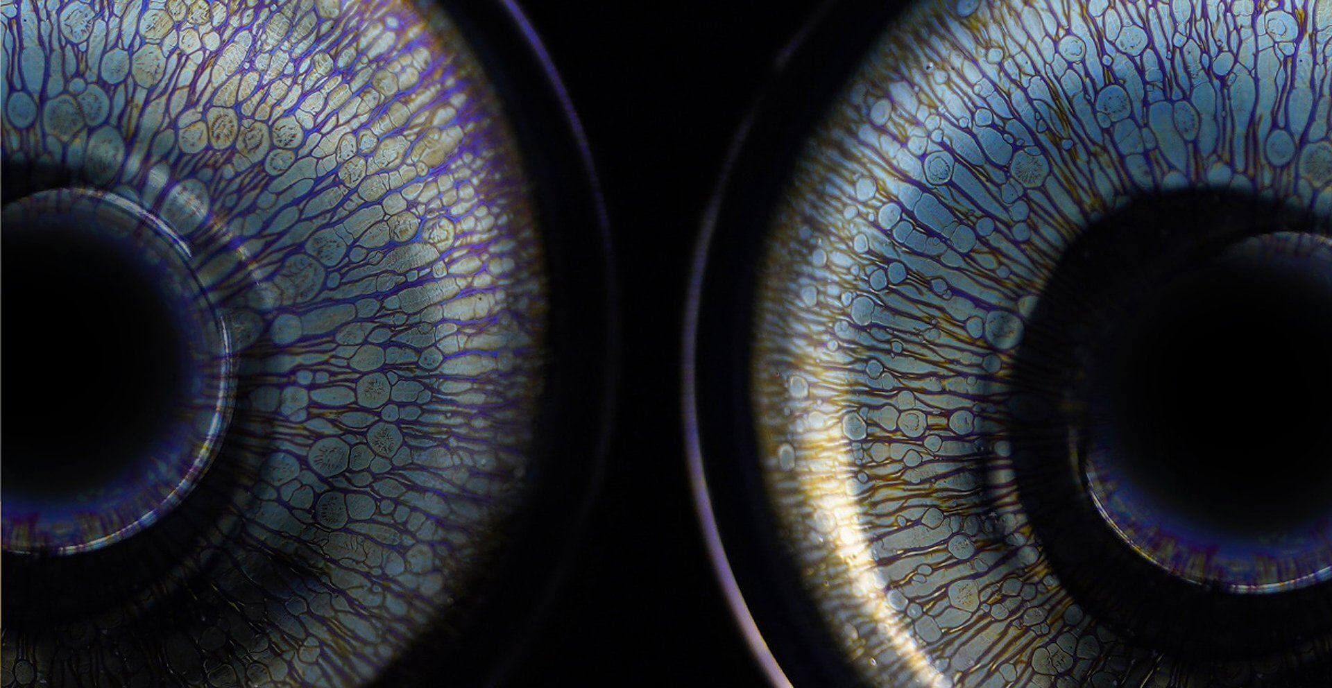 Everything You Need to Know About Tenmoku Teacups